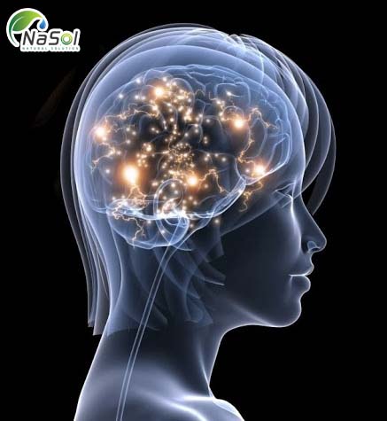 Hồng Sâm còn giúp điều chỉnh sự trao đổi chất và chống mệt mỏi, giảm thiểu dấu hiệu stress và trầm cảm