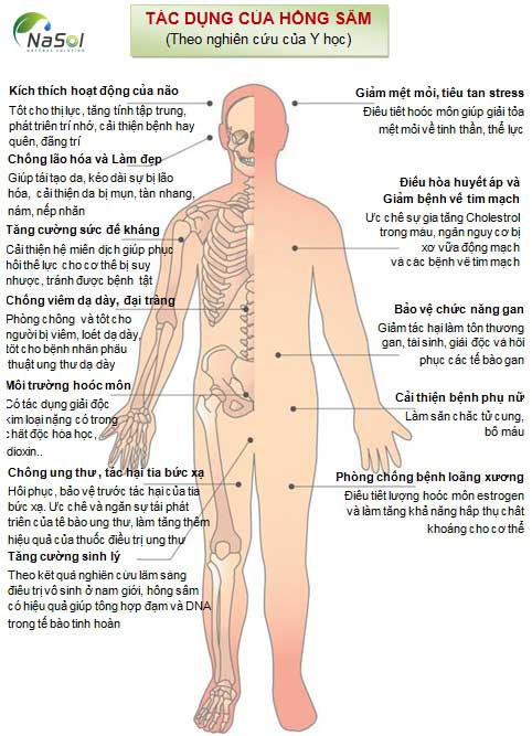Hồng Sâm được biến đến với rất nhiều tác đụng hữu ích cho sức khỏe con người
