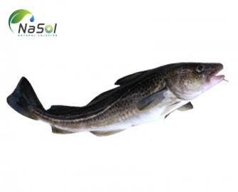 Nghiên cứu về tác dụng của Protein cá Tuyết trên chuột béo phì