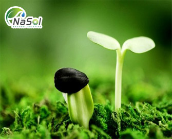 8 tác dụng của Soy Isoflavone với sức khỏe con người  8 tác dụng của Soy Isoflavone với sức khỏe con người