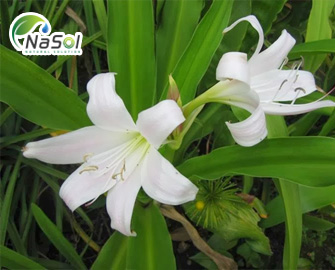 Tác dụng của Trinh Nữ Hoàng Cung và Những bài thuốc hay