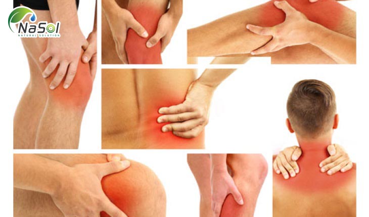 Điều trị viêm khớp của vẹm xanh