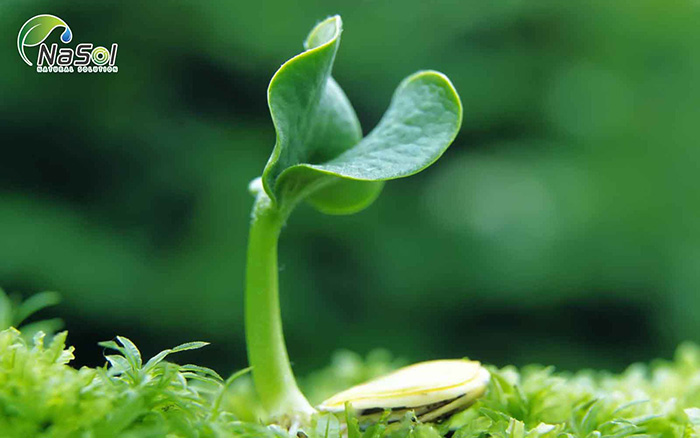 Tác dụng của Soy Isoflavone