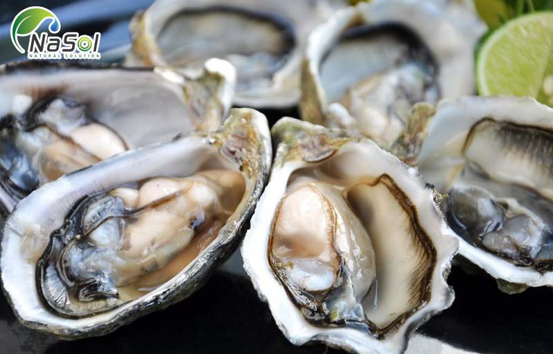 tác dụng của hàu