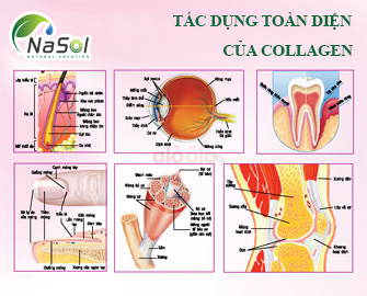 COLLAGEN PEPTIDE TỪ CÁ TUYẾT- COLLAGEN TỪ CÁ BIỂN SÂU CHO HIỆU QUẢ LÀM ĐẸP VƯỢT TRỘI COLLAGEN PEPTIDE TỪ CÁ TUYẾT- COLLAGEN TỪ CÁ BIỂN SÂU CHO HIỆU QUẢ LÀM ĐẸP VƯỢT TRỘI