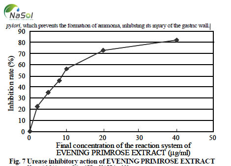 Tác dụng ức chế enzyme urease của chiết xuất hoa anh thảo