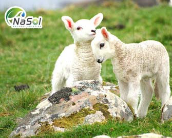 Tác dụng và những lưu ý khi sử dụng Nhau thai cừu  Tác dụng và những lưu ý khi sử dụng Nhau thai cừu