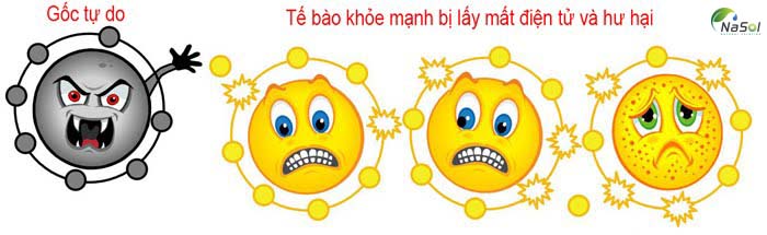 Nồng độ 8-hydroxy-2'-deoxyguanosine (8-OHdG) trong nước tiểu là một dấu hiệu sinh học phản ánh stress oxy hoá và nguy cơ mắc nhiều loại bệnh trong đó có cả ung thư