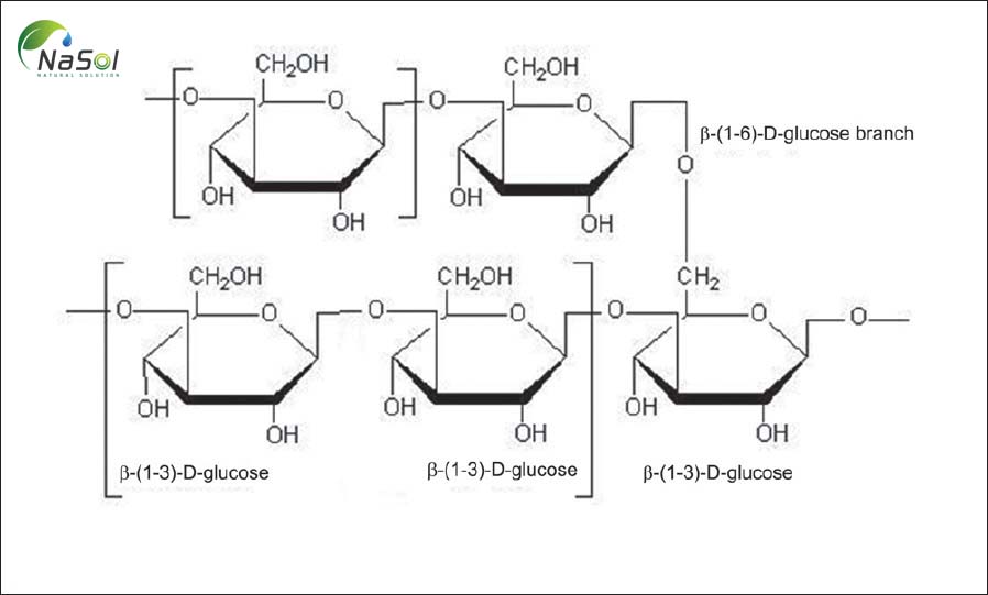 Thành tế bào nấm men Saccharomyces cerevisiae có chứa Betaglucan (1,3/1,6) có liên quan đến phản ứng miễn dịch chống vi khuẩn