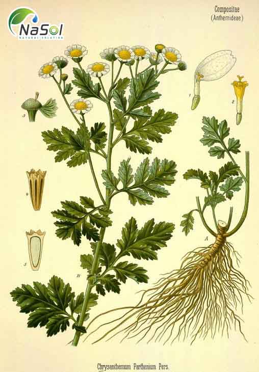 Lịch sử sử dụng thảo dược feverfew