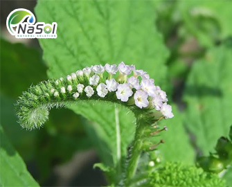 8 Thảo dược quý trong điều trị bệnh viêm xương khớp - Nguyên liệu Nasol