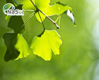 Ứng dụng Bạch quả trong thực phẩm và những lưu ý khi sử dụng. Ứng dụng Bạch quả trong thực phẩm và những lưu ý khi sử dụng.