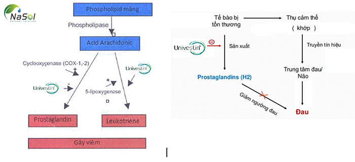 Univestin cơ chế tác dụng