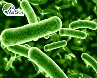 Vai trò thành tế bào vi khuẩn và nấm men đối với hệ miễn dịch  Vai trò thành tế bào vi khuẩn và nấm men đối với hệ miễn dịch