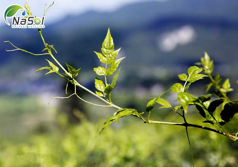 Vine tea được đặt tên là trà