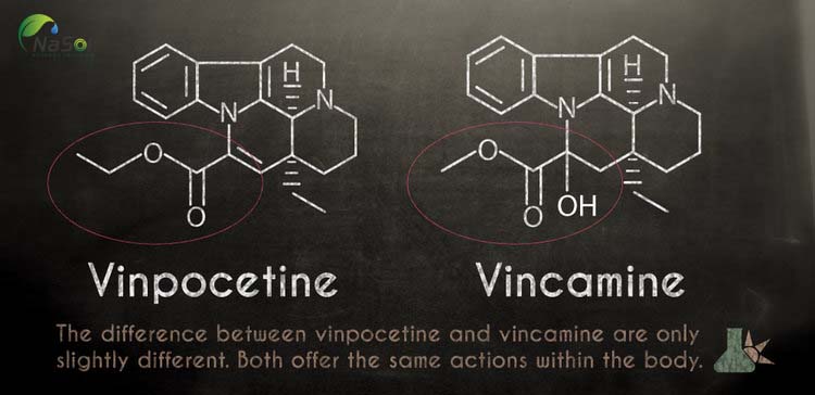 Vinpocetine là một alkaloid bán tổng hợp từ vincamine tự nhiên