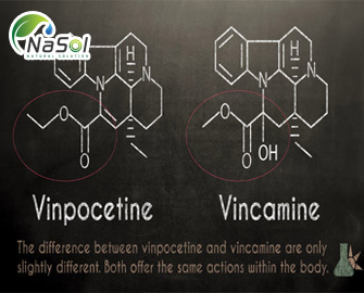 Vinpocetine - Những điều cần biết Vinpocetine - Những điều cần biết