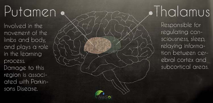 Vinpocetine cải thiện lưu lượng máu đến não
