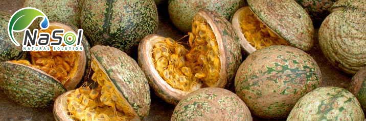 Voacanga africana, còn được gọi là kokiyar