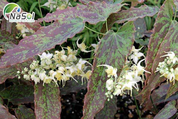 Vu sơn Dâm dương hoắc