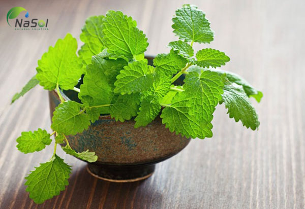 tía tô đất là gì