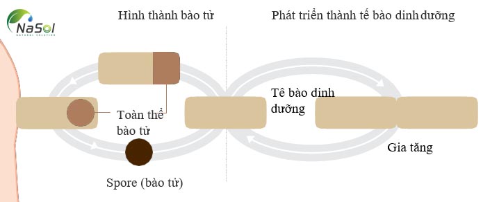 Quá trình hình thành bào tử và tế bào dinh dưỡng