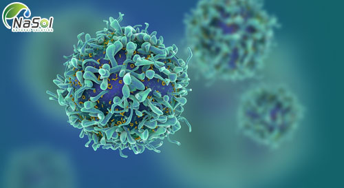 triphala có tác dụng chống ung thư