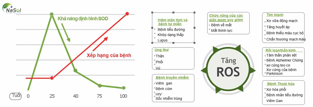 Khi tuổi càng tăng thì mức độ SOD giảm trong khi mức độ gốc tự do tăng lên, làm gia tăng các loại ôxit phản ứng sinh ra trong cơ thể.  (ROS) dần dần làm hỏng cấu trúc phân tử của các mô, tế bào, protein và thậm chí cả DNA.