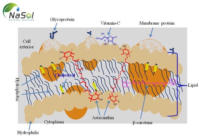 vị trí vượt trợi của astaxanthin trong màng tế bào