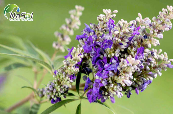 vitex là gì