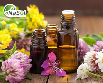 Tinh dầu có giúp điều trị nhiễm khuẩn đường hô hấp? Tinh dầu có giúp điều trị nhiễm khuẩn đường hô hấp?