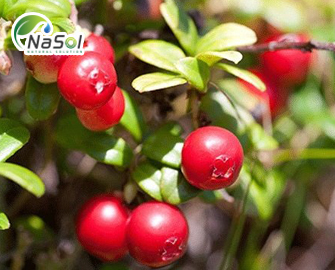Quả Nam Việt Quất (Cranberry) có tốt không? Top 6 lợi ích với sức khỏe Quả Nam Việt Quất (Cranberry) có tốt không? Top 6 lợi ích với sức khỏe