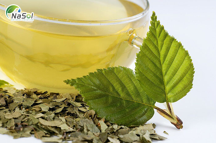 Một số ứng dụng của Bạch dương với sức khỏe